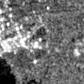 Radar view of terawulf-morgantown-generating-station, 2026-10-09 (Sentinel-1 (radar))